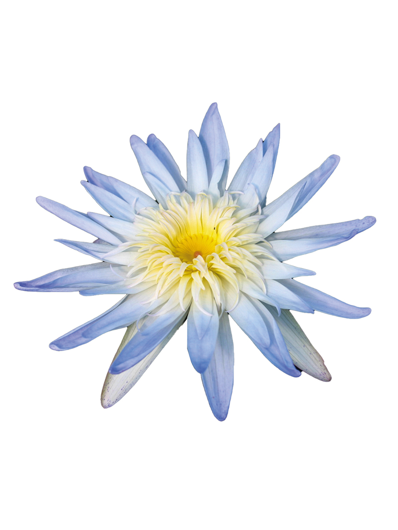 Nymphaea Avalanche