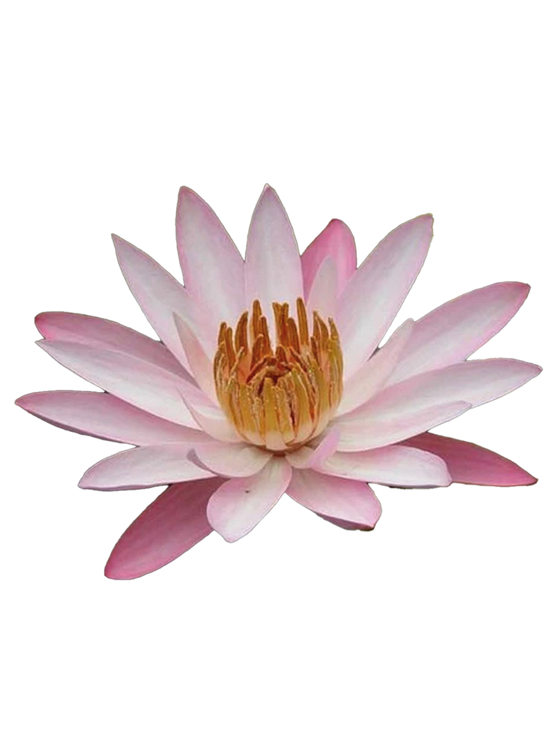 Nymphaea Texas Shell Pink