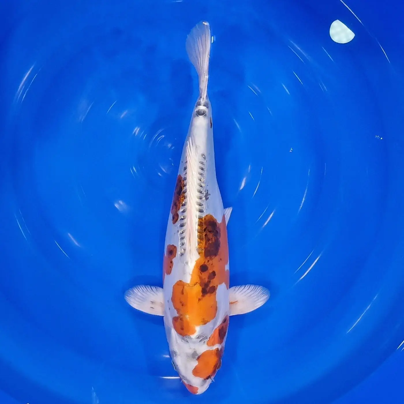 Beni Kikokuryu HQ 45cm