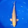 Yamabuki 39cm