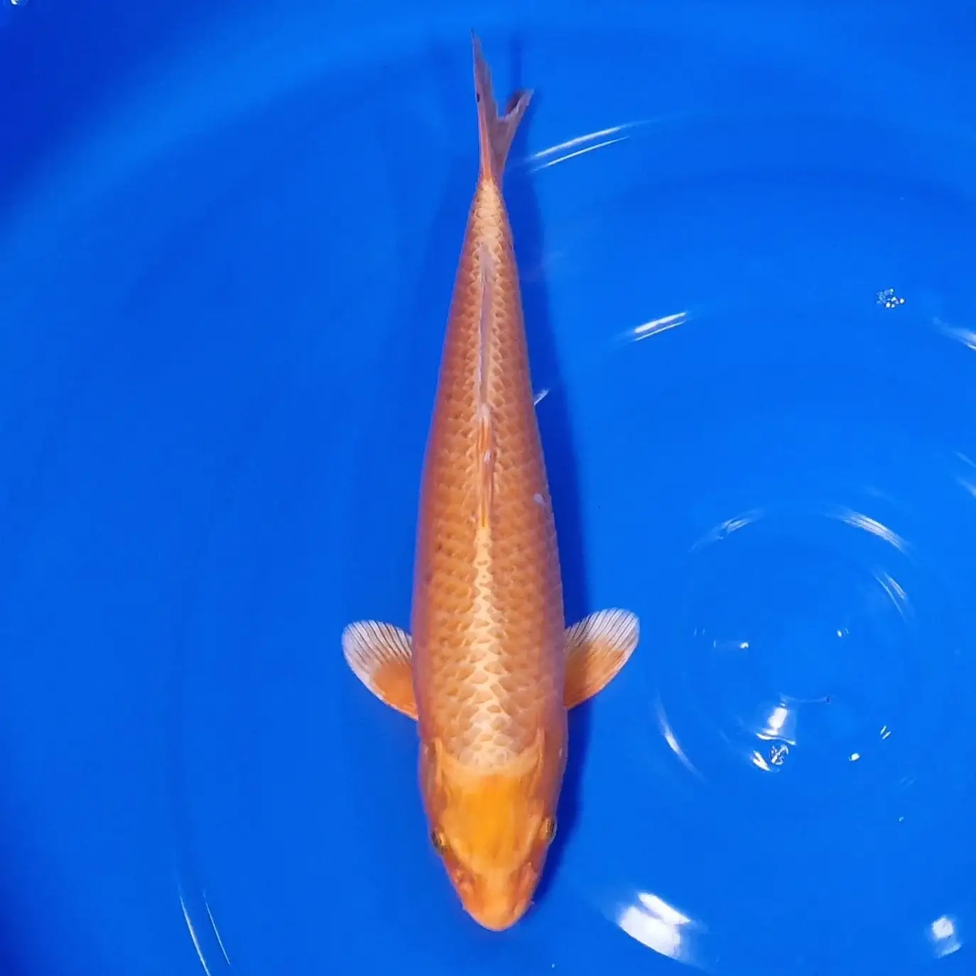 Orenji 33cm