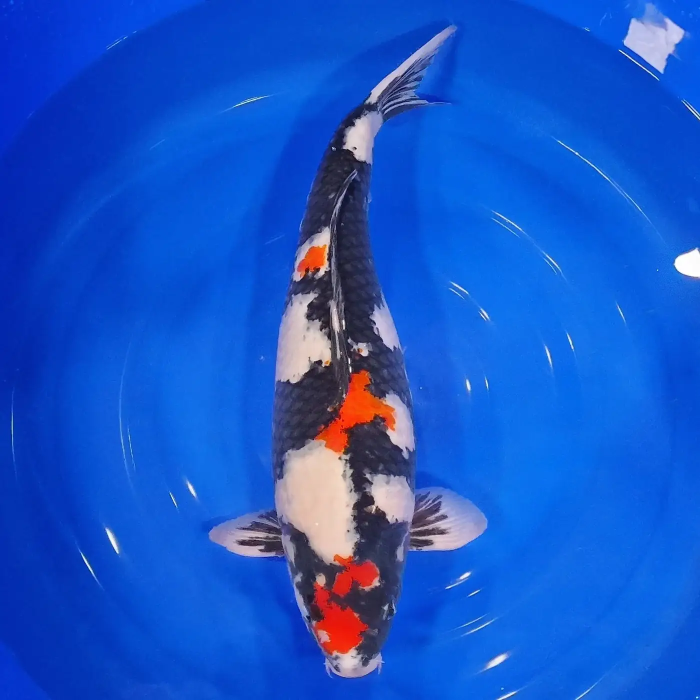 Showa HQ Female 62cm