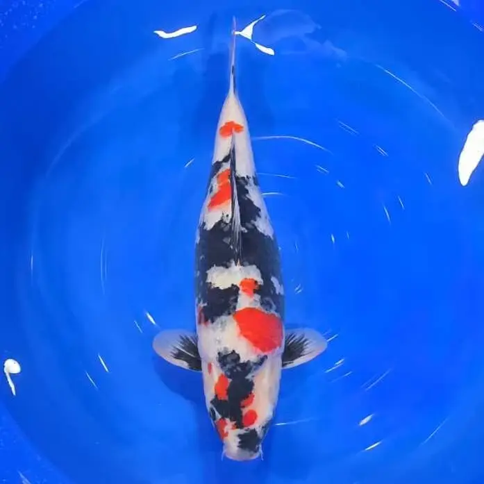 Showa HQ Female 60cm