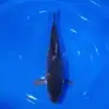 Karasugoi 41cm