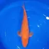 Karashigoi Red 42cm