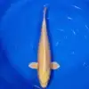 Yamabuki 43cm
