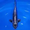 Big Scale Gin Rin 32cm