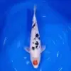 Tancho Sanke 37cm