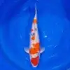 Sanke Gin Rin 50cm