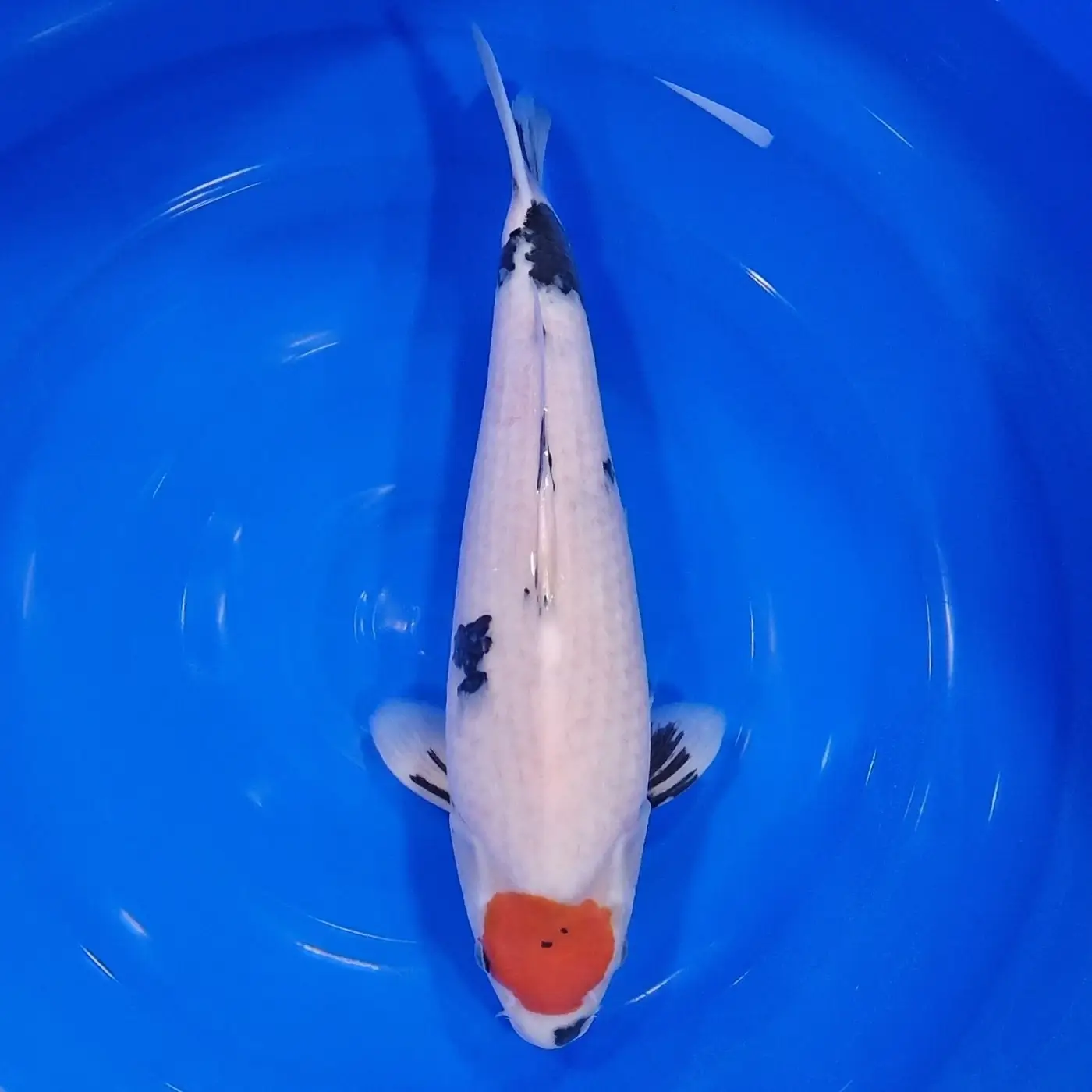 Tancho Showa HQ 44cm