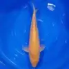 Karashigoi 48cm
