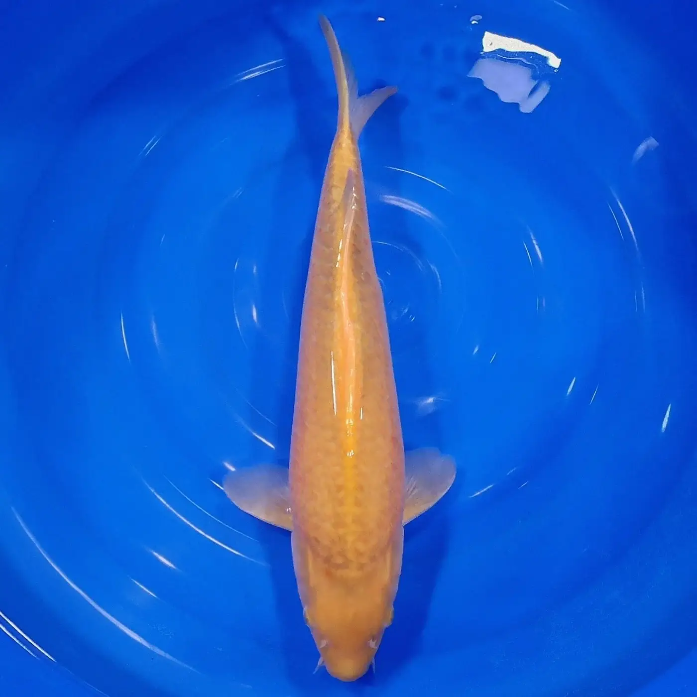 Karashigoi 48cm