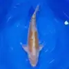Ochiba 49cm