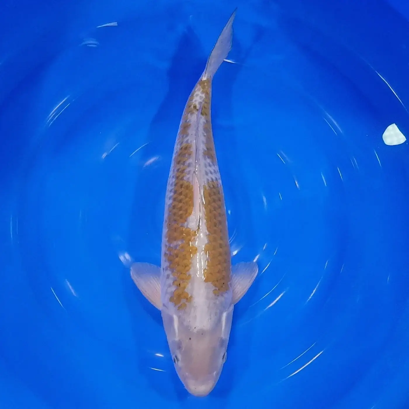 Ochiba 49cm