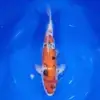 Showa Doitsu 40cm