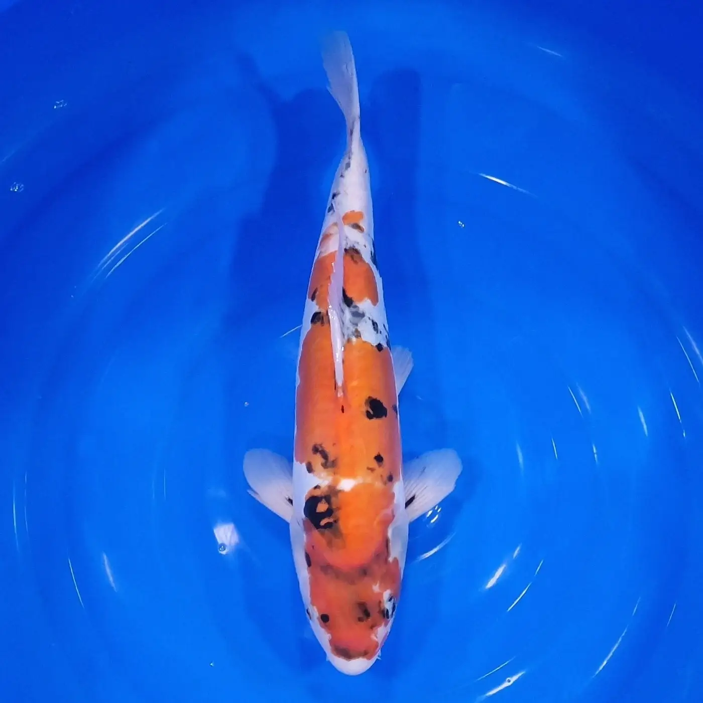 Showa Doitsu 40cm