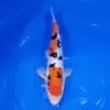 Sanke Doitsu 34cm