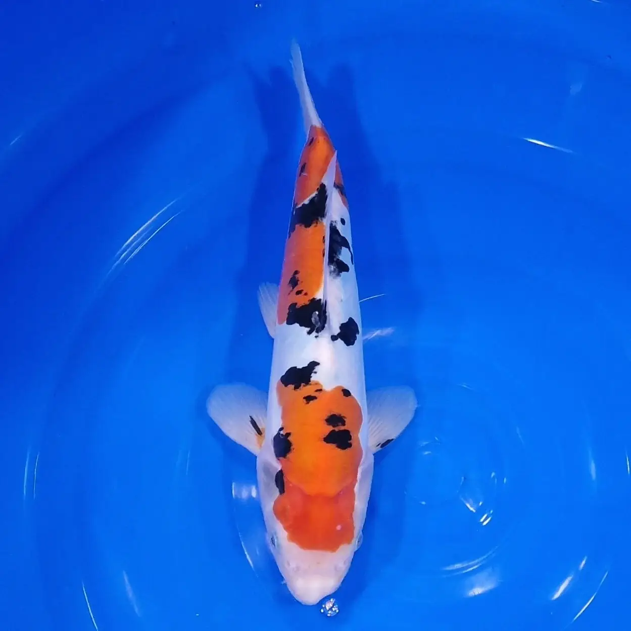 Sanke Doitsu 34cm