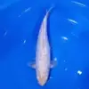 Big Scale Gin Rin 32cm