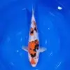 Sanke Doitsu 40cm
