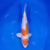 Kikusui Maruten 37cm