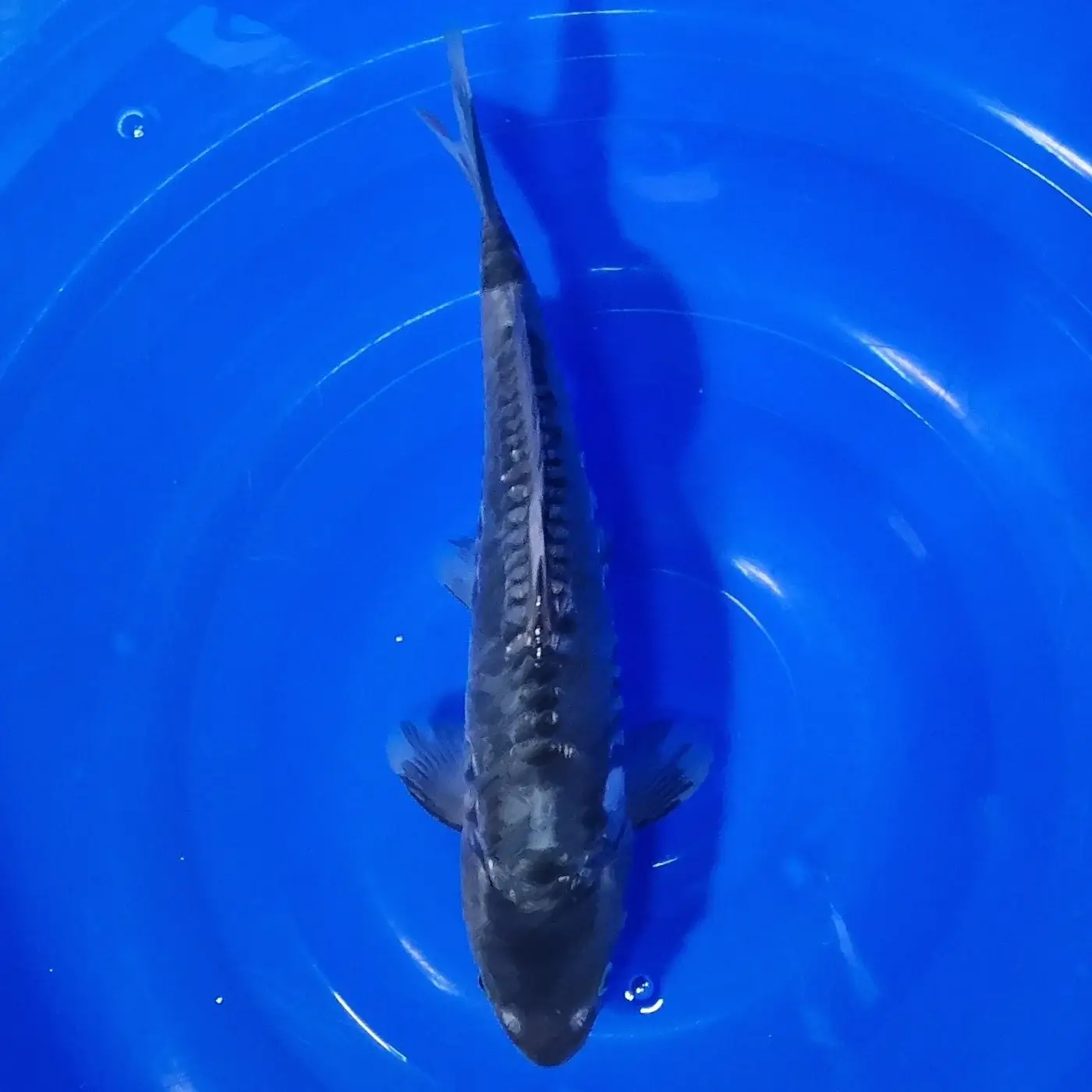 Big Scale 31cm