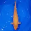 Karashigoi 45cm