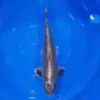 Kawari 48cm