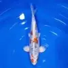 Big Scale Gin Rin 34cm