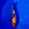 Hi Utsuri 33cm