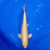 Yamabuki 36cm