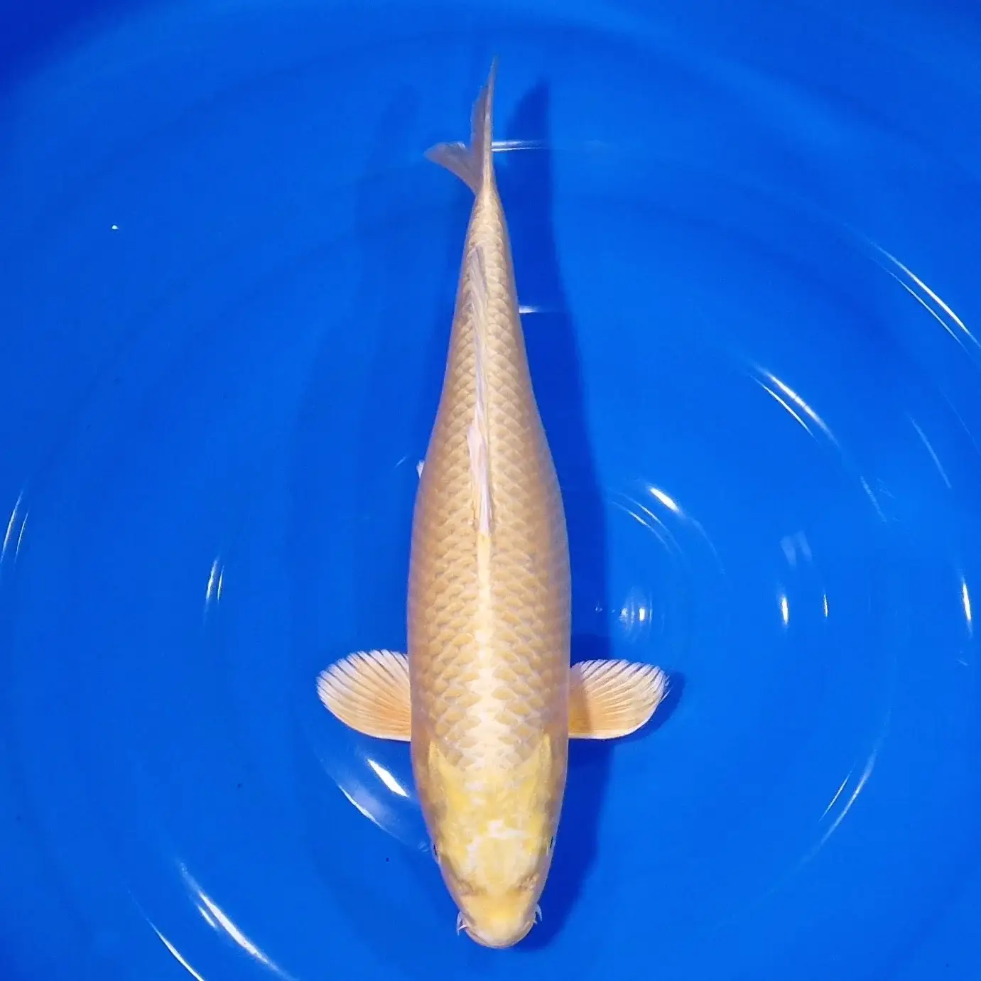 Yamabuki 37cm