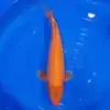Karashigoi Red 46cm