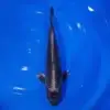 Kawari 37cm