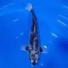 Matsukawabake Aoki 33cm