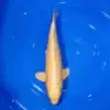 Yamabuki 37cm