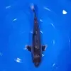 Kawari Doitsu 35cm