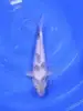 Shiro Utsuri 33cm
