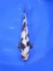 Omosako Shiro Utsuri HQ 41cm REZERWACJA!