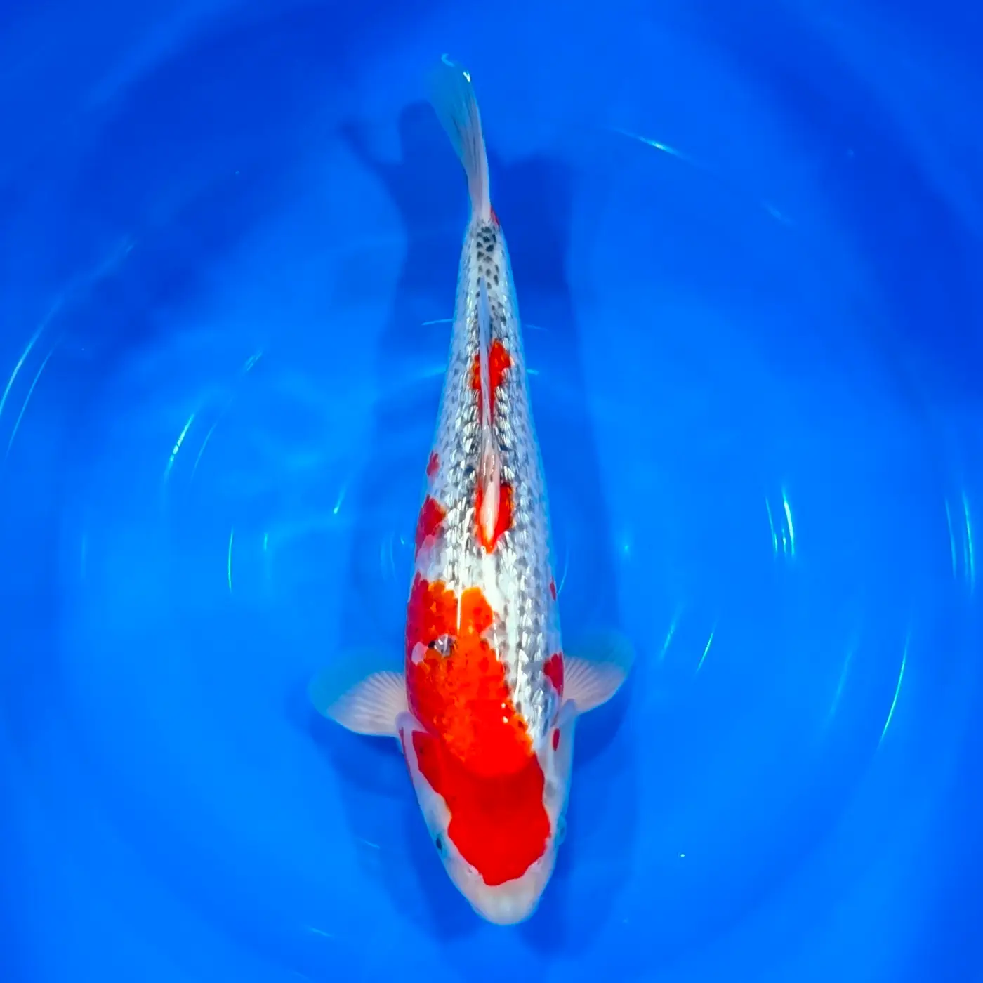 Goshiki Gin Rin HQ 39 cm