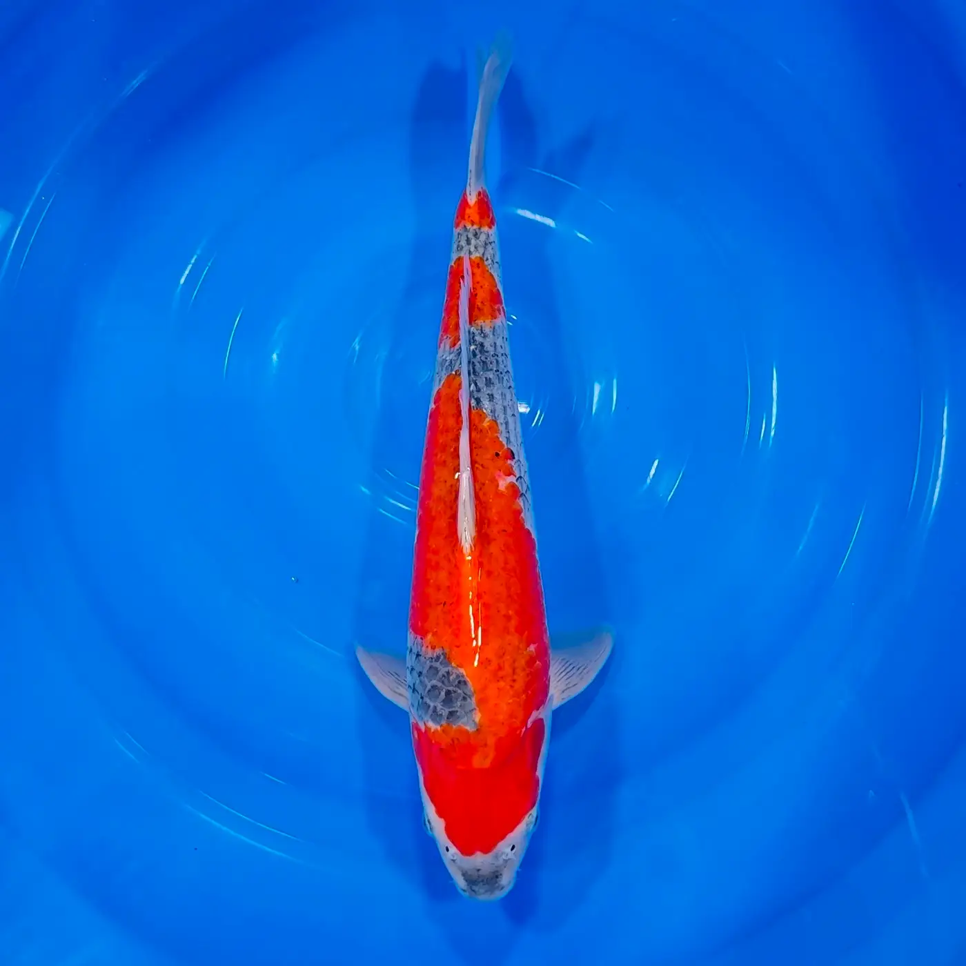 Goshiki HQ 40cm