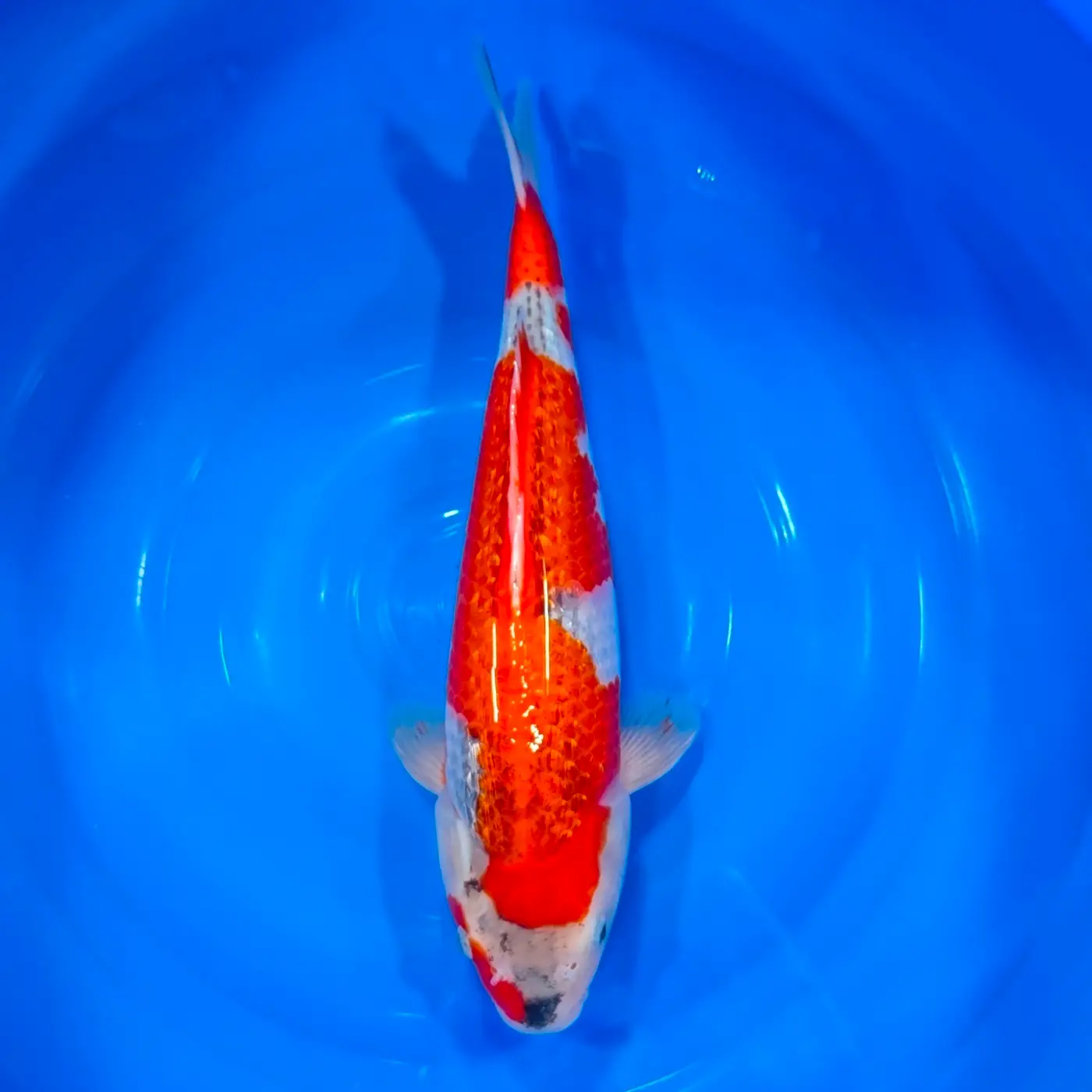 Goshiki Gin Rin HQ 43cm