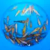 Dainichi Tateshita Chagoi Gin Rin, Yellow Monkey Gin Rin 17-22cm