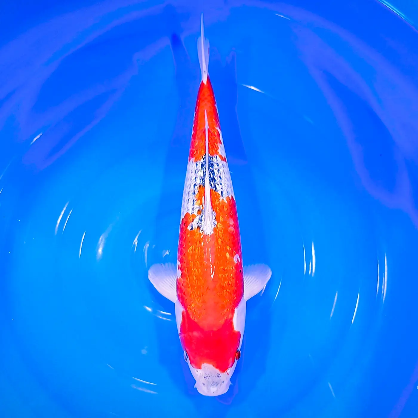 Goshiki Gin Rin HQ 42cm