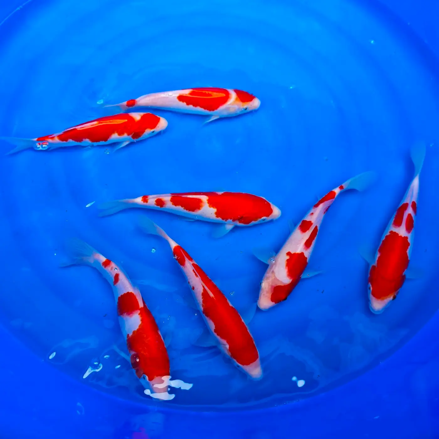 Kohaku Tateshita HQ 19-23cm