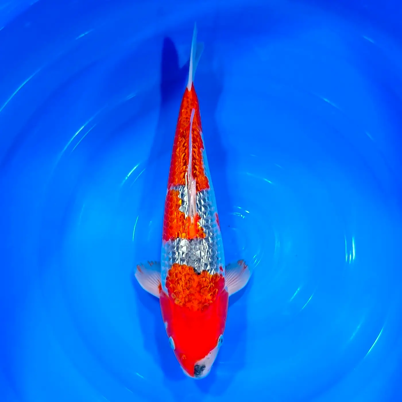 Goshiki Gin Rin HQ 41cm