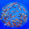 Aoki Mix 12-15cm