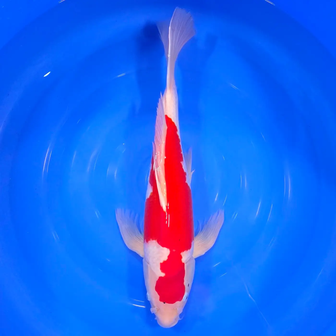 Kohaku Butterfly HQ 55cm