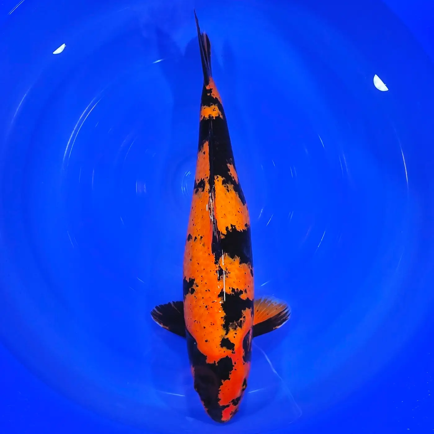 Hi Utsuri 60cm