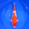 Kohaku Momotaro HQ 50cm+Blank Certifikates